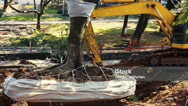 Unearthing the Secrets of Tree Removal: A Guide to Safely and Efficiently Clearing the Way