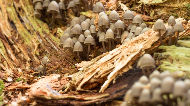 Fungus Fantasia: Unleashing the Magic of Mushroom Growing