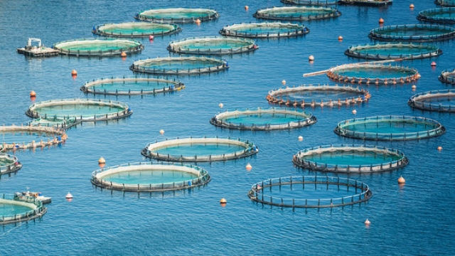 Revolutionizing the Blue Frontier: The Future of Aquaculture Technology