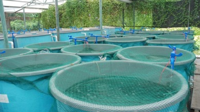 Revolutionizing the Waters: Innovations in Aquaculture Technology