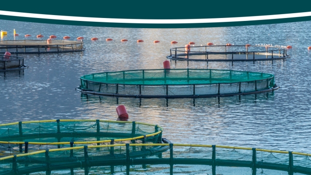 Revolutionizing the Waves: The Future of Aquaculture Technology