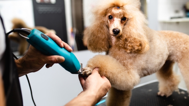 Paws and Claws: The Ultimate Pampering Experience at Your Local Pet Saloon!