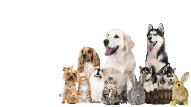 Pawsitive Vibes: Unleashing the Joys of Pet Parenthood